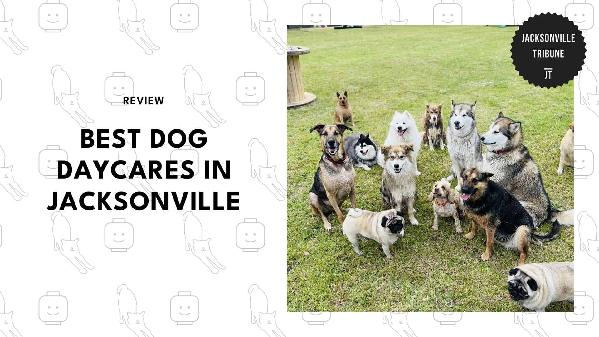 dog-daycare-jacksonville