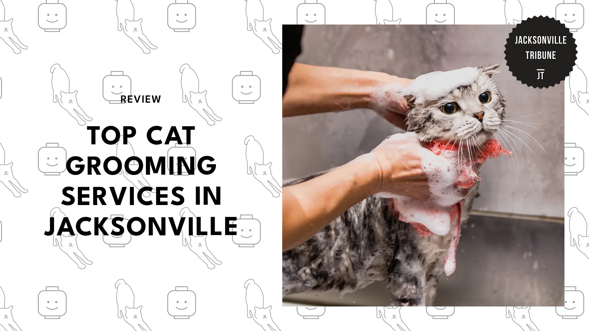 top-cat-grooming-jacksonville-banner
